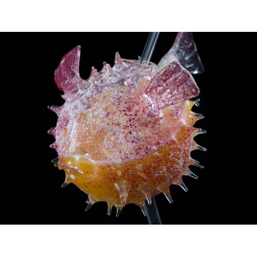 FUGU CUP – Original glass in the shape of a puffer fish – La Boutique du Barman